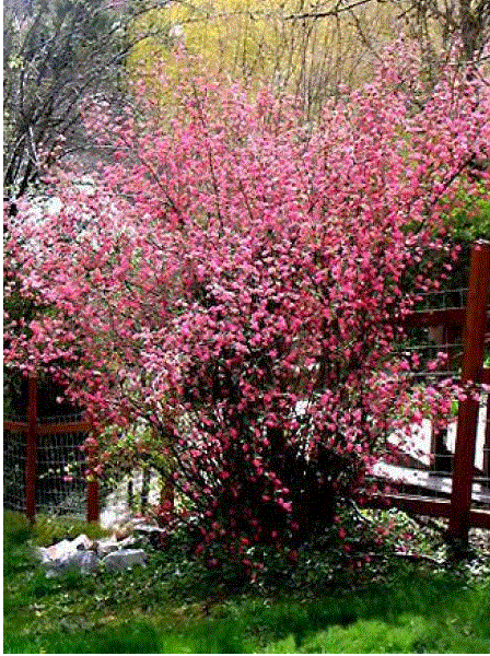 groseilliers en fleurs
