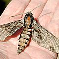 Un papillon migrateur : le Sphinx du <b>Liseron</b> (Agrius convolvuli)