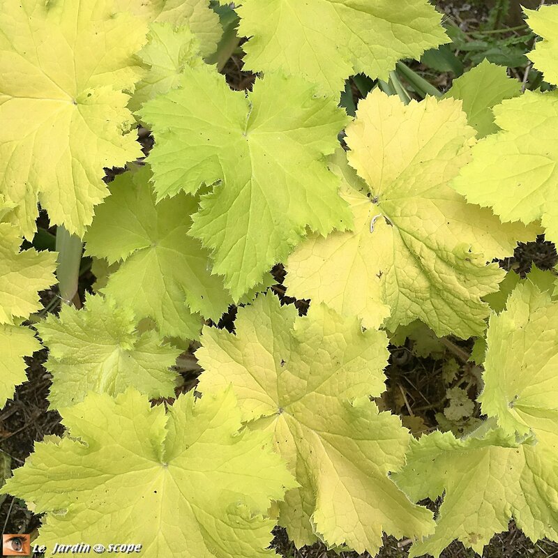 Heuchera x villosa Citronella