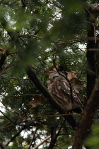 229-1 Northern Saw-whet Owl Aegolius acadius