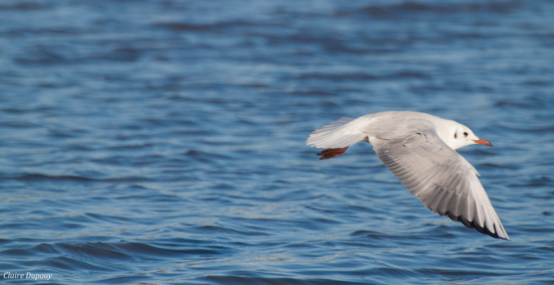 Mouette b