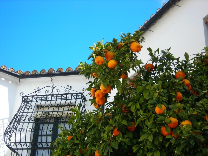 orangers, Ronda, Espagne