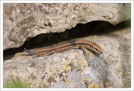 QM_lezard_queue_repousse_210410