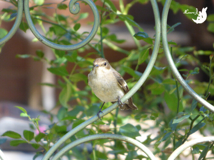 Gobe mouche noir 6