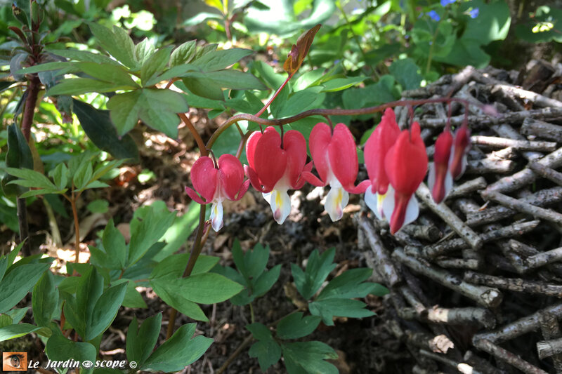 Dicentra spectabilis