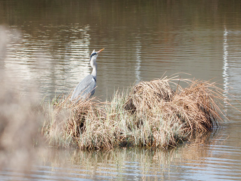 heron02