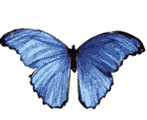 gif-papillon%20(4)