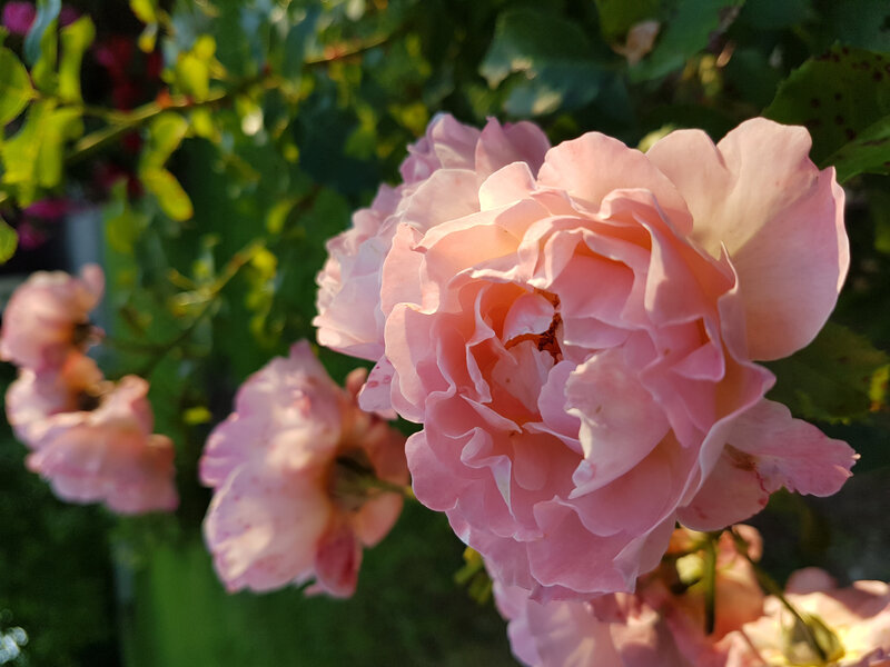 rose marie curie (3)