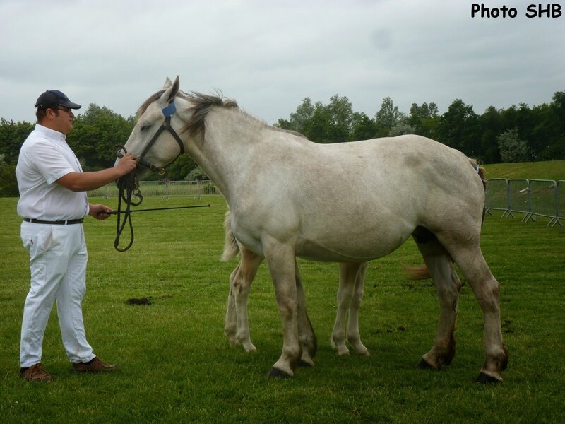 Altesse de la Prairie (livre B - Boulonnais x AraboBoulonnais)Querelle du Boncoin - Concours Elevage local - Bourbourg (59) - 17 Juin 2014 - Photo SHB