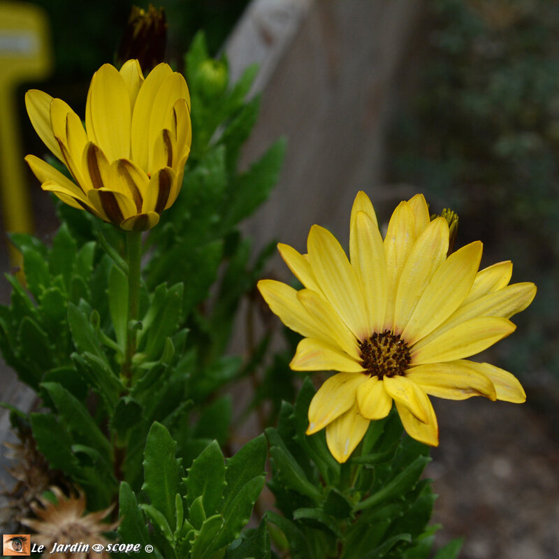 Marguerites-du-Cap