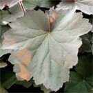 heuchera-xxl-