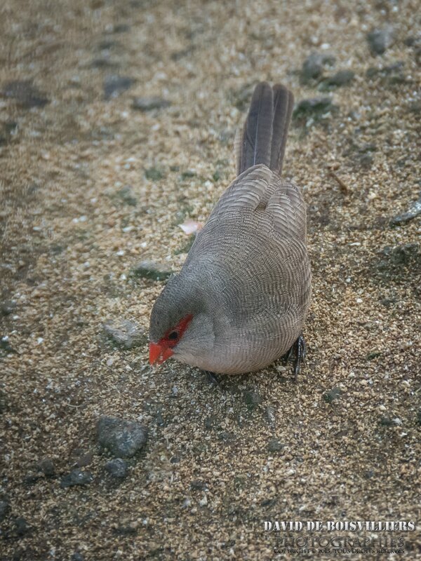 Bec Rose (Astrild ondulé - Estrilda astrild rubriventris) - Île Maurice