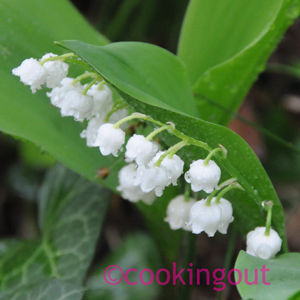 Le rose de mai recettes Un brin de Muguet...