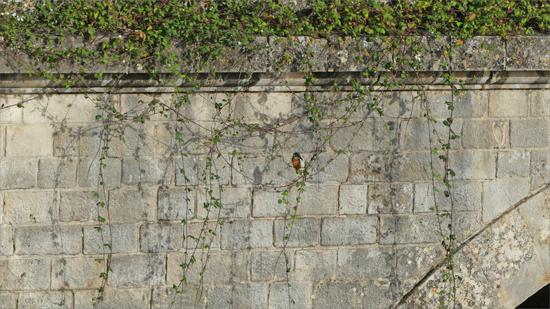 Niort oiseau MP pont Chamoiserie 041023 ym 9 mur