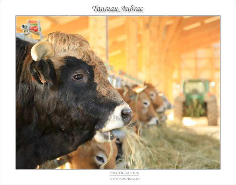 Photos JMP©Koufra 12 - Le Caylar - Aubrac - 28122019 - 0004