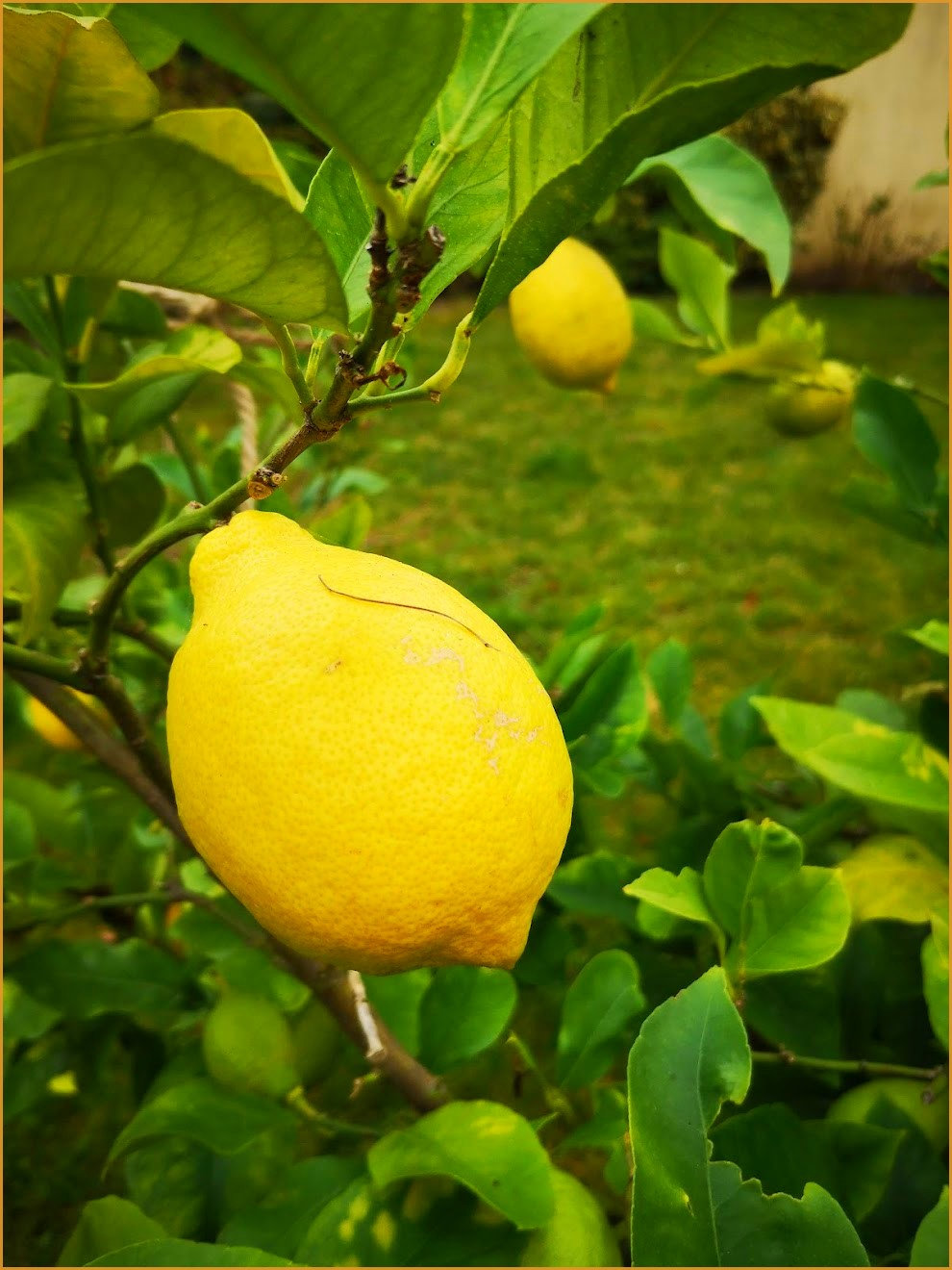 citronprintemps2