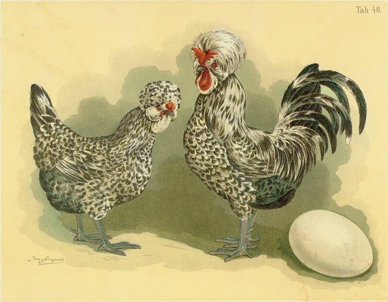 Tab40_Hühner_(Geflügel-Album,_Jean_Bungartz,_1885)
