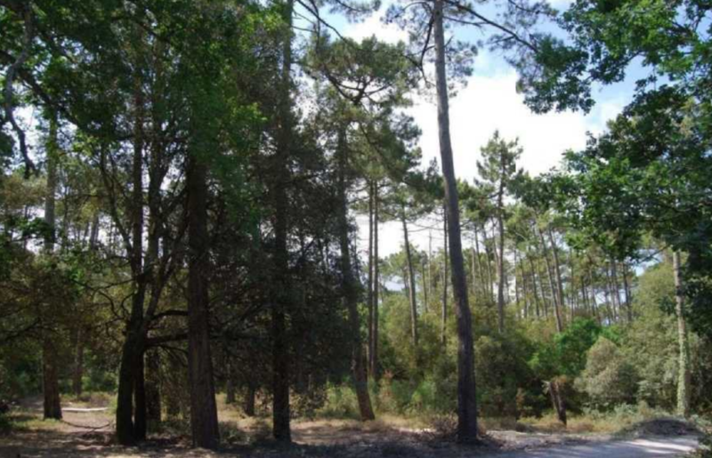 2022 05 13 forêt usagère