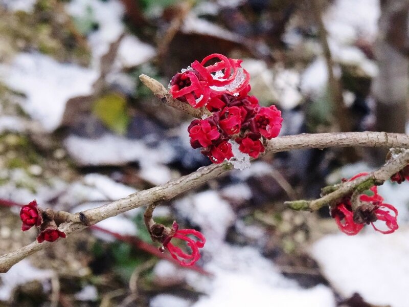 hamamelis diane