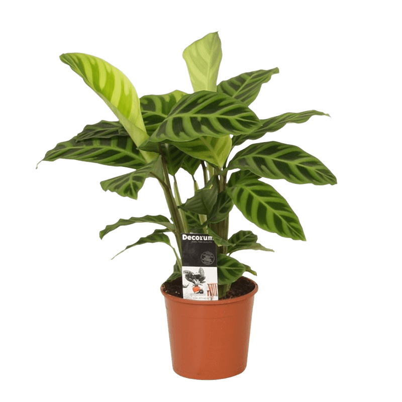 calathea-zebrina-plante-de-paon-plante-de-priere