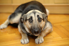 mensonge-triste-de-chien-28096904