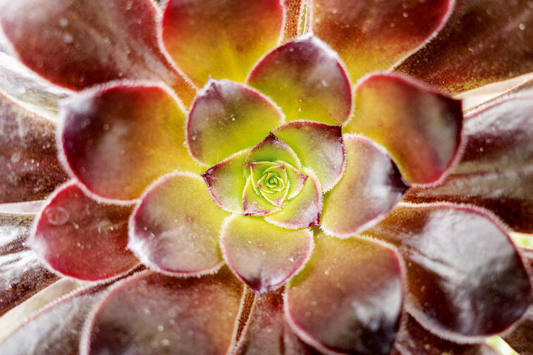 PoP-V-Lux-5---Overview---2_teaser-756x504