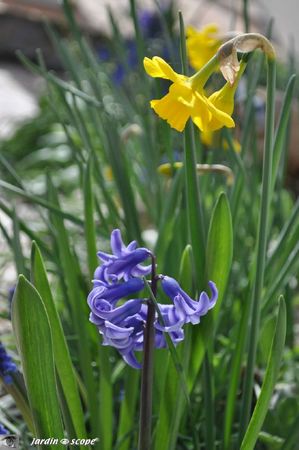 Narcisse-et-jacinthe