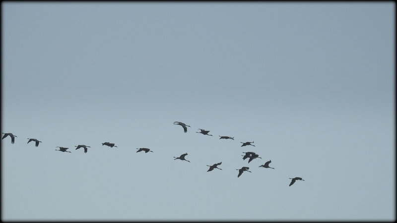 LA_FLECHE__GRUES_CENDREES__GRAND_SUD_OUEST_CORSE_