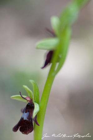 2012_05_07_Ophrys_insectifera_07