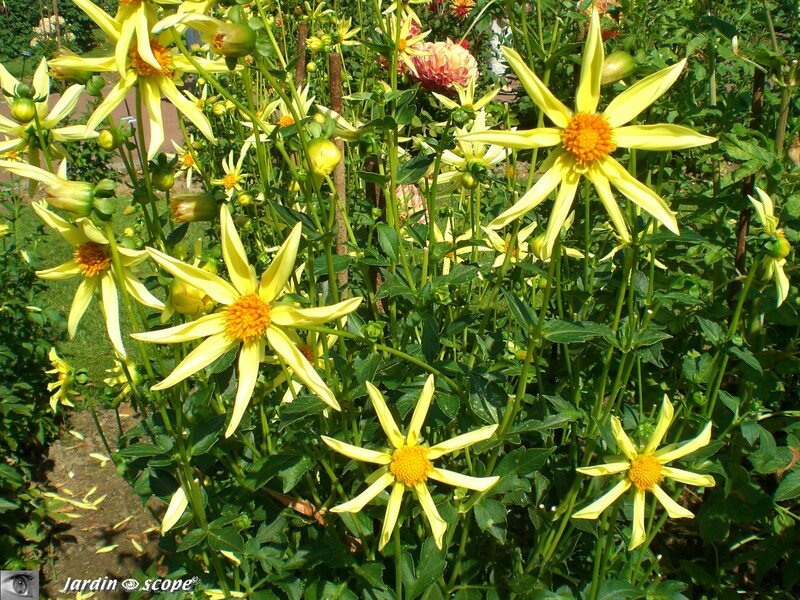 Dahlias étoilés