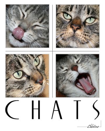 Tr_Chats