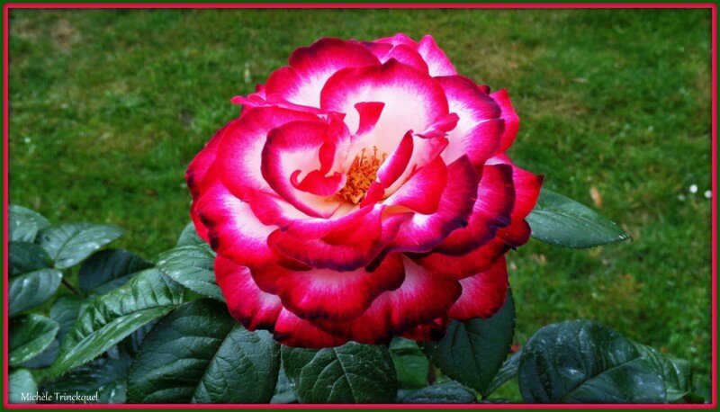 Rose rose et blanche 080515