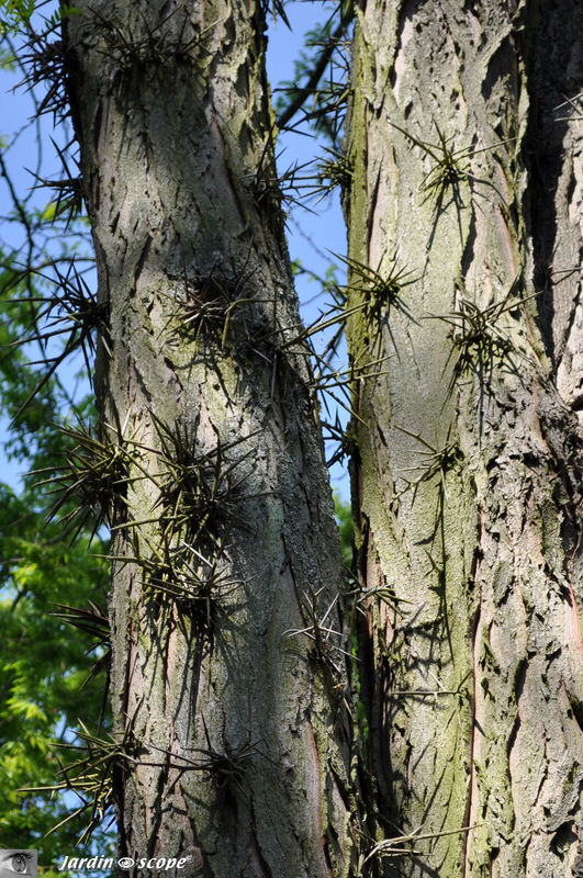Février d'Amérique • Gleditsia triacanthos • Famille des Legumin