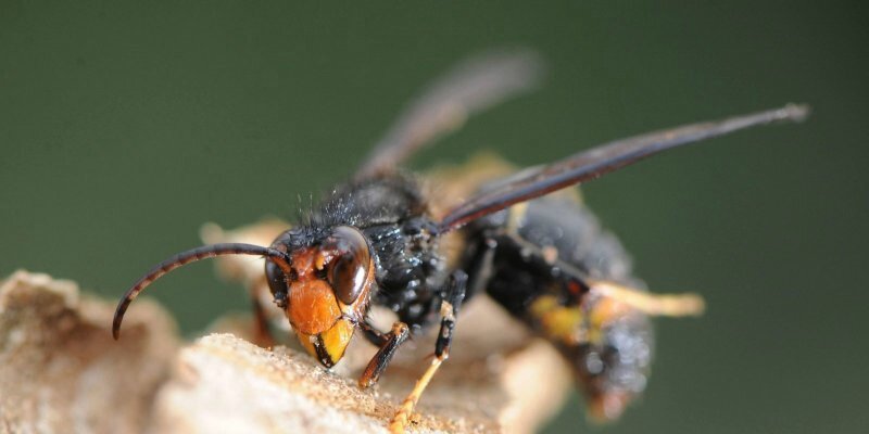 Lot-et-Garonne le frelon asiatique stresse toujours les apiculteurs