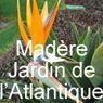 LA FLORE DE MADERE