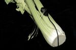 VO16-celery-guitar-creditAlexanderKoller