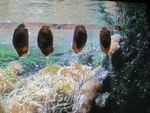 Oeufs de requin