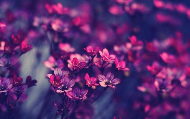 background-cute-flowers-pink-Favim