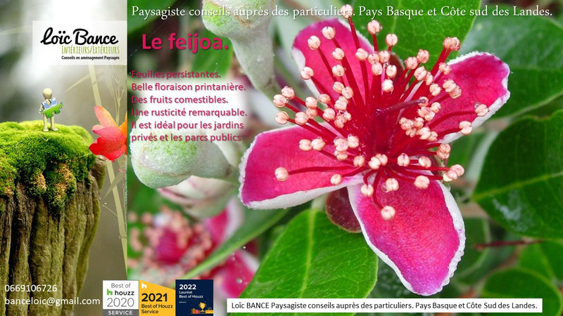 Feijoa-par-Pasagiste-Pays-Basque-Paysagiste-Landes