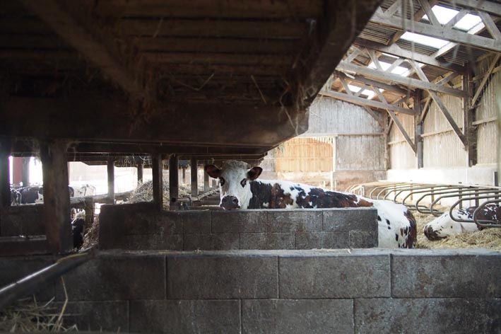 01 vaches inside