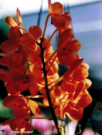 Orchid_e_orange