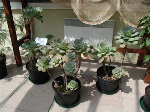 Aeonium_de_l_Ile_de_Fer