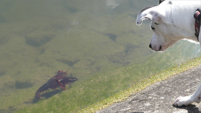 Ecrevisse chien écluse Comporté ym 7