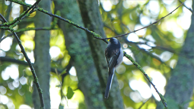 Oiseau mésange longue queue 3 220923