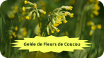 16 COUCOUGelée de Fleurs de Cocuou-modified