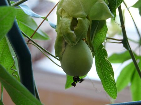 2009_08_31___Passiflora___fruit_de_la_passion