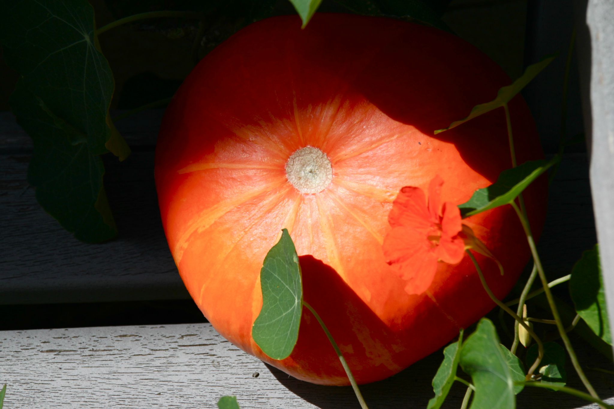 Citrouille