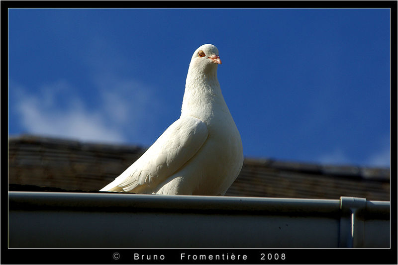 Les_pigeons_4