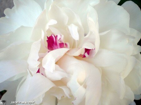 Pivoine_Festiva