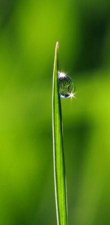 goutte_brin_d_herbe